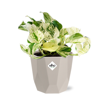 Kamerplant - Epipremnum Pinnatum Happy Leaf - Pot Ø 14cm