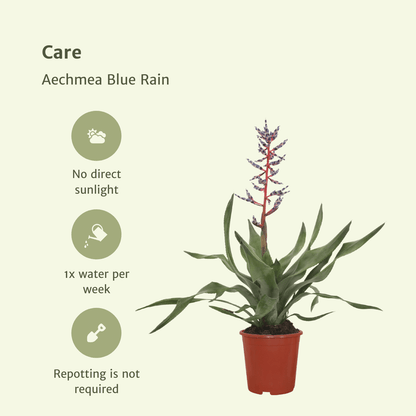 Kamerplant 2x Aechmea Blue Rain - Kokerbromelia - Pot Ø 12cm Hoogte ↕ 45cm