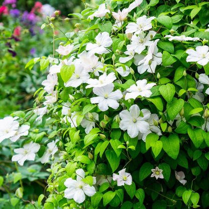 Buitenplant 2x Clematis 'Madame Le Coultre' - Klimplant - Bloeiend - Pot Ø 11cm Hoogte ↕ 40cm