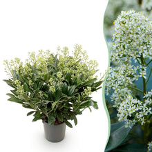 Buitenplant - Skimmia japonica 'Finchy' - Winterhard - Pot Ø 19cm Hoogte ↕ 60cm
