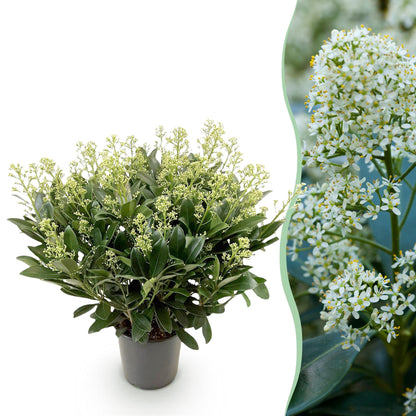 Buitenplant - Skimmia japonica 'Finchy' - Winterhard - Pot Ø 19cm Hoogte ↕ 60cm