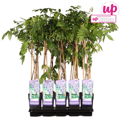 Buitenplant - Wisteria sinensis 'Prolific' - Blauwe Regen - Pot Ø 15cm Hoogte ↕ 65cm
