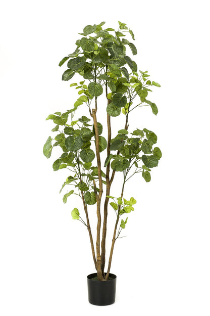 XL Kunstplant - Polyscias Aralia - Hoogte ↕ 160cm
