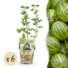 Buitenplant 6x Ribes uva-crispa Hinnonmaki Grun - Winterhard - Pot Ø 9cm