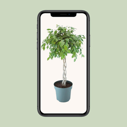 XL kamerplant - Ficus Safrana / Golden King Gevlochten - Pot Ø 27cm Hoogte ↕ 110cm