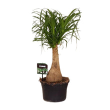 Kamerplant - Beaucarnea Nolina - Pot Ø 19cm Hoogte ↕ 60cm