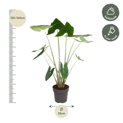 Kamerplant - Alocasia Zebrina - Pot Ø 32cm Hoogte ↕ 130cm