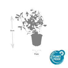 Buitenplant 60x Ceratostigma plumbaginoides - Pot Ø 9cm Hoogte ↕ 10-25cm
