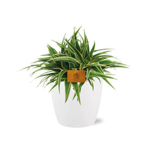 Kamerplant - Chlorophytum Ocean - Pot Ø 16cm Hoogte ↕ 15cm