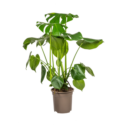 Kamerplant - Monstera Deliciosa Tauerii - Pot Ø 21cm Hoogte ↕ 70-90cm