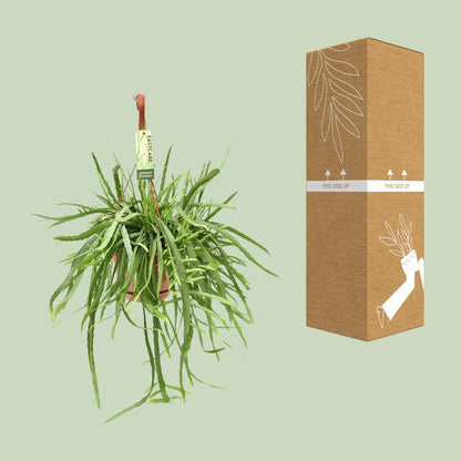 Kamerplant - Lepismium Bolivianum - Pot Ø 17cm Hoogte ↕ 55cm