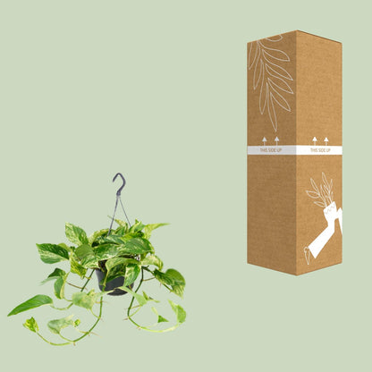Kamerplant - Epipremnum Marble Queen - Pot Ø 15cm Hoogte ↕ 25cm