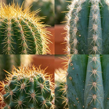 Kamerplant 3x Mini Cactus Set - Pot Ø 5,5cm Hoogte ↕ 5-10cm