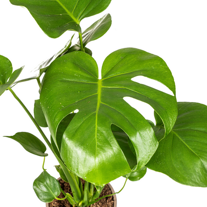 Kamerplant - Monstera Deliciosa Tauerii - Pot Ø 17cm Hoogte ↕ 50-70cm