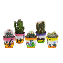 Kamerplant 5x Cactus mix - in Mexicaanse pot - Pot Ø 5.5cm