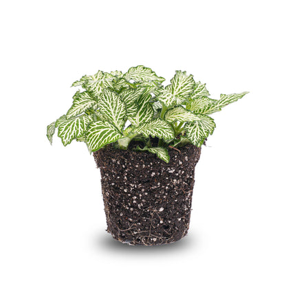 Kamerplant - Fittonia Wit White Tiger - Pot Ø 8cm