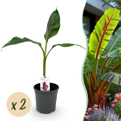 Buitenplant 2x Musa sikkemensis Red Tiger - Winterhard - Pot Ø 17cm Hoogte ↕ 40cm