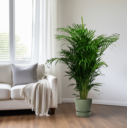 Kamerplant - Dypsis Lutescens (Areca Palm) - Hoogte ↕ 12-230cm