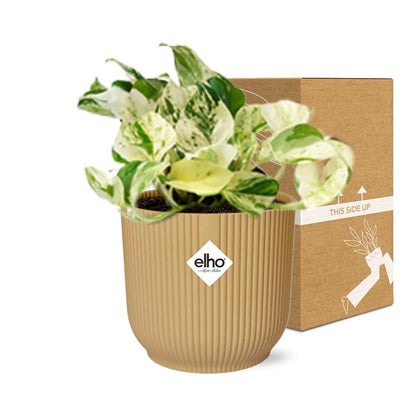 Kamerplant - Epipremnum Pinnatum Happy Leaf - Pot Ø 14cm