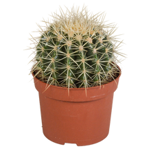 Kamerplant - Echinocactus grusonii - Pot Ø 12cm