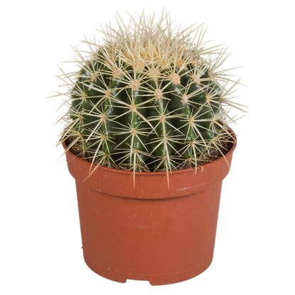 Kamerplant - Echinocactus grusonii - Pot Ø 12cm