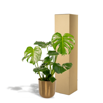 Kamerplant - Monstera Deliciosa - Pot Ø 21cm Hoogte ↕ 80cm