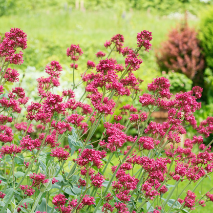 Buitenplant 24x Centranthus ruber 'Coccineus' - Bloeiend - Pot Ø 9cm Hoogte ↕ 10-25cm