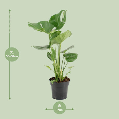 Kamerplant - Monstera Deliciosa - Pot Ø 17cm Hoogte ↕ 60cm