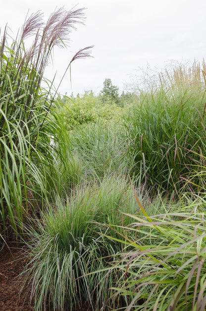 Buitenplant - Panicum virgatum 'Prairie Sky' - Pot Ø 19cm Hoogte ↕ 50cm