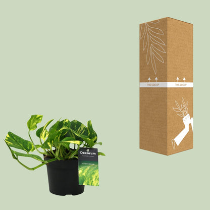 Kamerplant - Scindapsus (Epipremnum) N'joy Gold - Pot Ø 12cm Hoogte ↕ 25cm