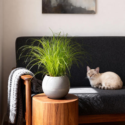 Green boutiQ - Kamerplant - Cyperus alternifolius Zumula - Kattengras - Huisdiervriendelijk - Groen - 2 Planten - Pot 12cm - Hoogte 28-30cm