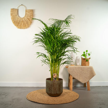 Kamerplant - Dypsis Lutescens (Areca Palm) - Hoogte ↕ 12-230cm