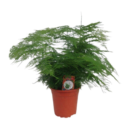 Kamerplant - Asparagus Setaceus - Pot Ø 17cm Hoogte ↕ 45cm