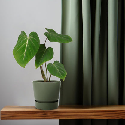 Kamerplant - Philodendron gloriosum - Pot Ø 12cm Hoogte ↕ 35cm