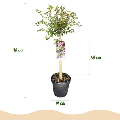 Buitenplant - Prunus incisa Koujou-no-mai op stam - Winterhard - Pot Ø 19cm Hoogte ↕ 90cm