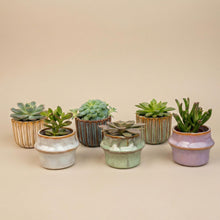 Kamerplant - Succulenten Set van 6 in Keramische Mini Potjes Barcelona - Hoogte ↕ 8-12cm