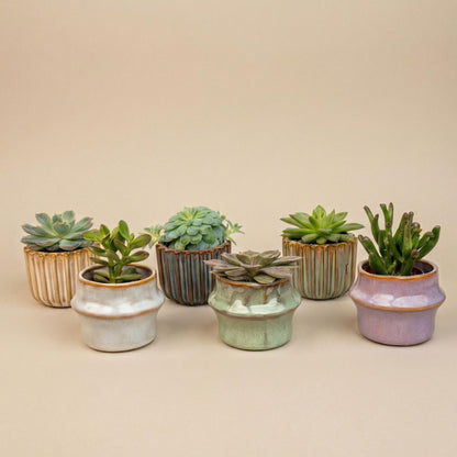 Kamerplant - Succulenten Set van 6 in Keramische Mini Potjes Barcelona - Hoogte ↕ 8-12cm