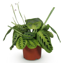 Green boutiQ - Kamerplant - Maranta Fascinator Lemon Lime - Gebedsplant - Huisdiervriendelijke Plant - Groen - 1 Plant - Pot 12cm - Hoogte 25cm