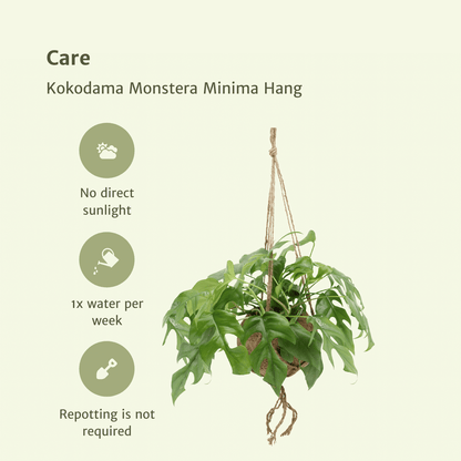 Kamerplant - Kokodama Monstera Minima Hang (Gatenplant) - 2 stuks - Pot Ø 15cm Hoogte ↕ 25cm