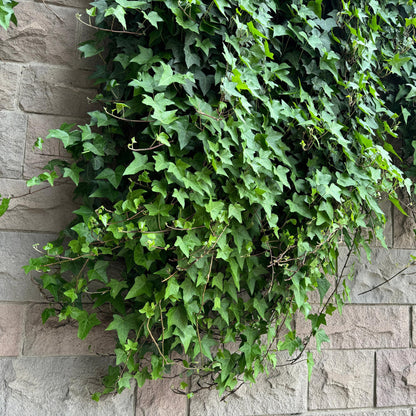Buitenplant 2x Hedera helix - Klimplant - Groenblijvend - Pot Ø 11cm Hoogte ↕ 40cm