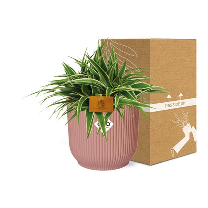 Kamerplant - Chlorophytum Ocean - Pot Ø 16cm Hoogte ↕ 15cm