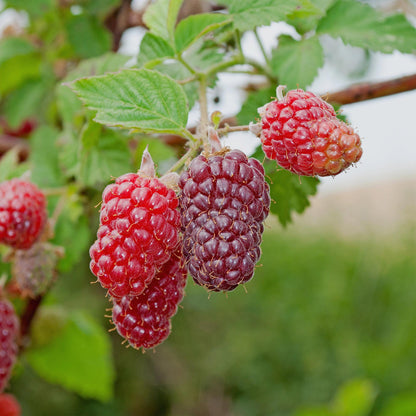 Buitenplant 2x Rubus Tayberry - Fruitplant Rode Vrucht - Pot Ø 11cm Hoogte ↕ 40cm