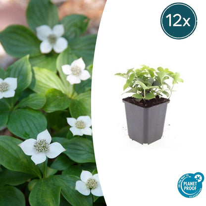 Buitenplant 12x Cornus canadensis - Pot Ø 9cm Hoogte ↕ 10-25cm