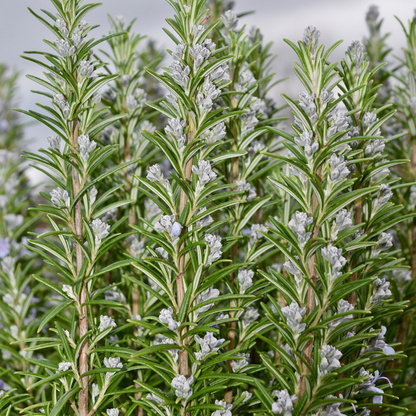 Buitenplant 6x Rosmarinus officinalis - Aromatisch - Pot Ø 9cm