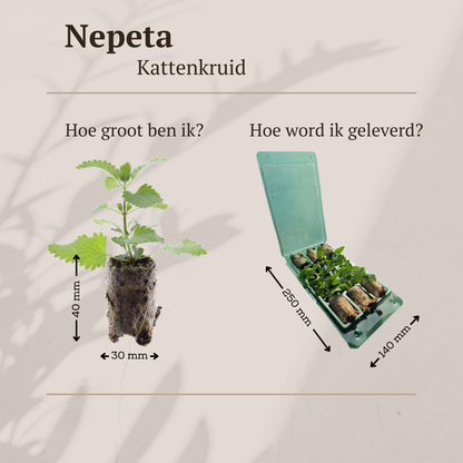 Buitenplant 6x Nepeta - Aromatisch - Pluggen