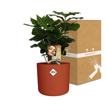 Kamerplant - Coffea Arabica - Pot Ø 14cm