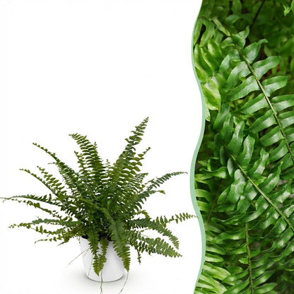 Kamerplant - Nephrolepis exaltata Green Lady - Pot Ø 12cm Hoogte ↕ 25cm
