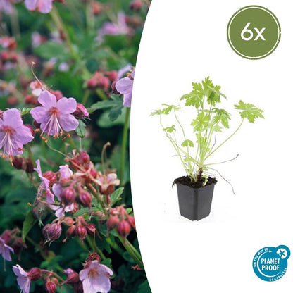 Buitenplant 6x Geranium macrorrhizum - Bloeiend - Pot Ø 9cm Hoogte ↕ 10-25cm