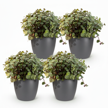 Kamerplant 4x Callisia repens - Pot Ø 12cm Hoogte ↕ 17-20cm