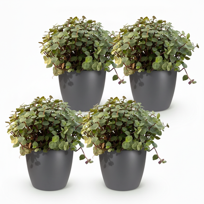 Kamerplant 4x Callisia repens - Pot Ø 12cm Hoogte ↕ 17-20cm